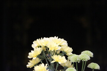 Chrysanthemum flowers in a pot, closeup of photo