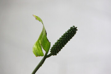 Close up of green flower isolated on white background with copy space.
