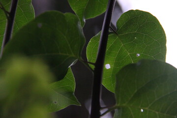 Green leaves with water droplets on the branches of a tree.