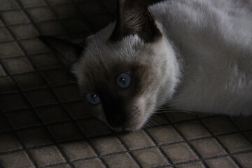Siamese cat with blue eyes lying on the floor in the room