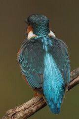 Detail shot of the back of a juvenile or adult female common kingfisher (alcedo atthis) 