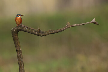 Juvenile or adult female common kingfisher (alcedo atthis) perching on a branch