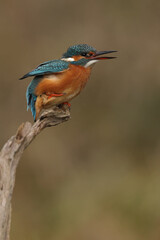  juvenile or adult female common kingfisher (alcedo atthis) lifting one leg and opens its beak