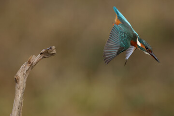 Juvenile or adult female common kingfisher (alcedo atthis) in flight