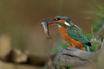 Juvenile or adult female common kingfisher (alcedo atthis) carrying a small trout in its beak