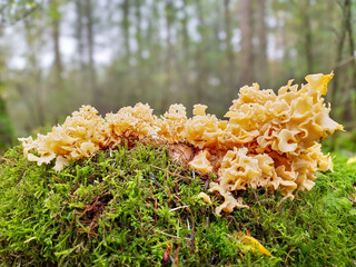 Close up of a soft yellow colored Cauliflower fungus, Sparassis crispa, with brown edges growing in a blanket of mosses in a forest with trees in background