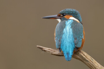 Juvenile or adult female common kingfisher (alcedo atthis) perching on a branch