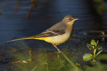 grey wagtail (motacilla cinerea) in winter plumage