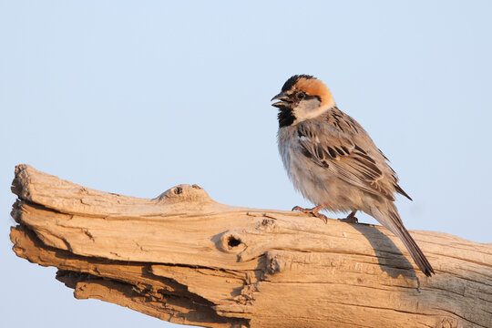 adult male saxaul sparrow (passer ammodendri) perching on trunk in the southern mongolian desert govi