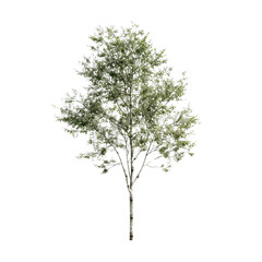 A Single Birch Tree Isolated Against a White Background