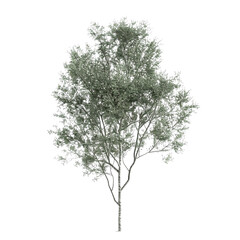 Obraz premium Birch Tree Isolated on White Background