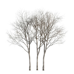 Naklejka premium Bare Trees in Winter