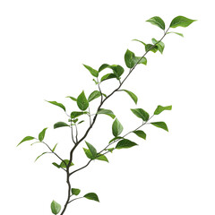 Obraz premium Green Branch with Lush Leaves