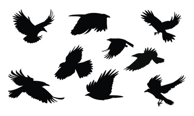 Flying Crow Bird Silhouette Design  And Vector Illustration. 