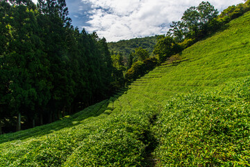 Obraz premium green tea farm and forest on the mountain