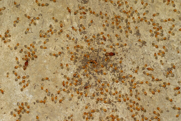 Termites are small insects that live and nest underground. Termites come out of their nests, swarms of termites