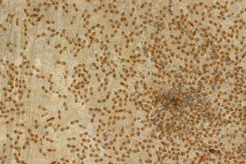 Termites are small insects that live and nest underground. Termites come out of their nests, swarms of termites