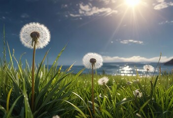 A tall dandelion rises above the waves of grass like a beacon , outdoor scene , natural scenery, natural beauty