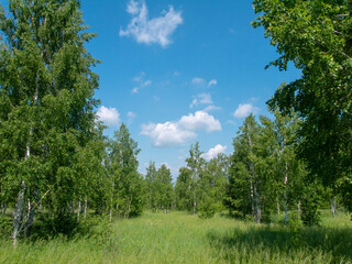 Trees against blue sky and clouds. Green lawn among young trees, summer natural landscape.