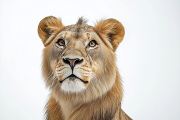 Studio photo of a lion isolated against a white background. Wildlife and conservation concept,...