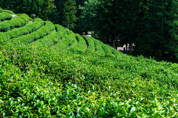 green tea farm on the mountain