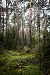 Pinède forêt de pins sylvestres