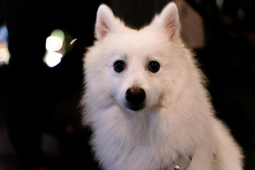 a joyful Silver Fox dog is happily walking under the moonlight, with its striking silvery fur glowing in the night. The dog, full of energy and curiosity, enjoys a peaceful stroll in the outdoors