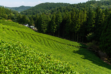 green tea farm and forest on the mountain