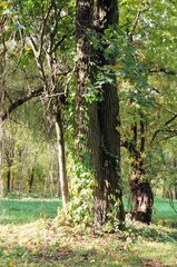 krone old oak on a hot summer day