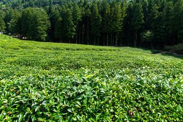 high-angle view of the green tea farm on the mountain