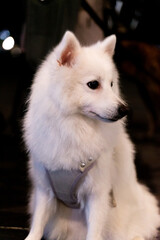 Fototapeta premium a joyful Silver Fox dog is happily walking under the moonlight, with its striking silvery fur glowing in the night. The dog, full of energy and curiosity, enjoys a peaceful stroll in the outdoors