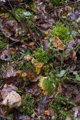 Chanterelles en tube champignons frais dans la forêt 