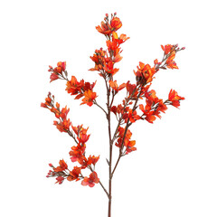Orange Blossom Branch