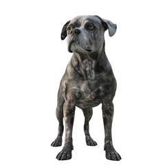 Fototapeta premium A Brindle Cane Corso Dog