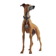 A brown dog with a black collar