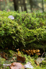 Chanterelles en tube champignons frais dans la forêt 