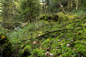 Cèpes de Bordeaux cueillette champignons d'automne dans les Vosges en forêt