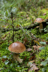 Cèpes de Bordeaux cueillette champignons d'automne dans les Vosges en forêt