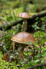 Cèpes de Bordeaux cueillette champignons d'automne dans les Vosges en forêt