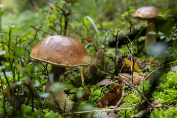 Cèpes de Bordeaux cueillette champignons d'automne dans les Vosges en forêt