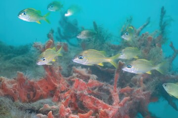 French Grunts (Haemulon flavolineatum), Blue Heron Bridge, Riviera Beach, Florida