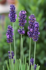 Fototapeta premium Close-up of vibrant purple lavender flowers standing tall against a soft green background.