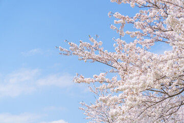 桜と青空
