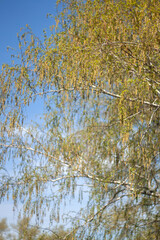 Obraz premium a tree with a green and yellow