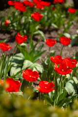 a group of red flowers with the word tulips on them.