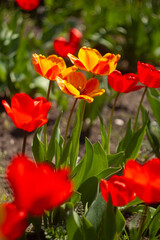 a group of red flowers with the word tulips on them.