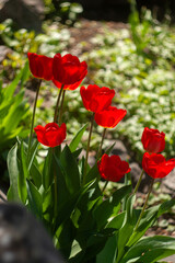 Fototapeta premium a group of red flowers with the word tulips on them.
