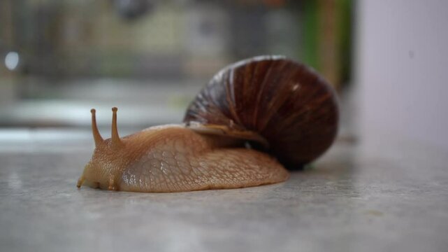 Big snail achatina pet. Animal at home. Craw on gray background