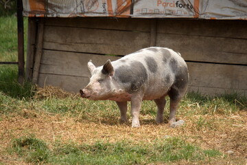 Pig in its paddock at the chili cook off at a small scale farm in Cotacachi, Ecuador