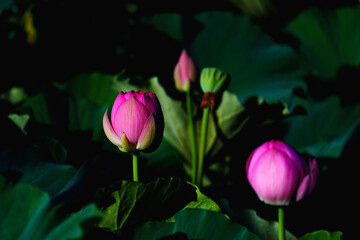 Fototapeta premium Chinese beauty: Pink lotus blooming in sunlight with green leaf